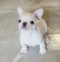 Venta de Animales y mascotas: cachorros bulldog frances blanco